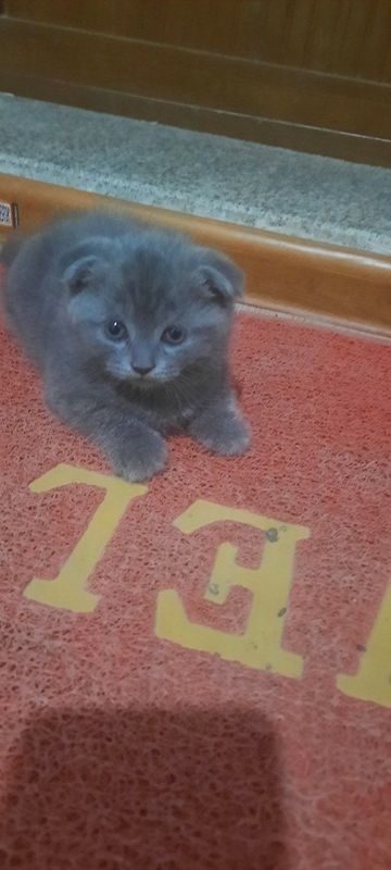 Котята Scottish fold и strait Котята Scottish fold и strait