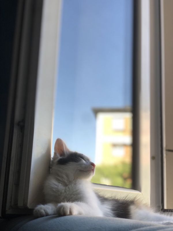 Котёнок , умный девочка Котёнок , умный девочка