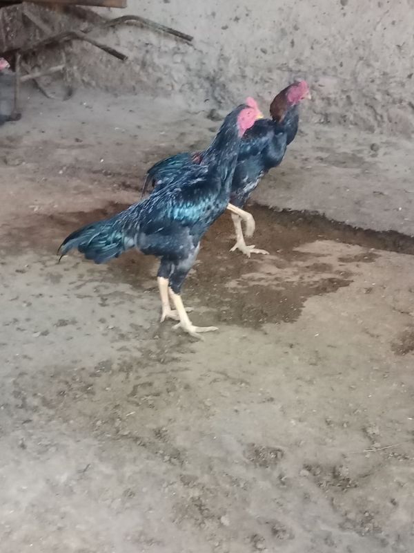 Bobo jojala sotiladi