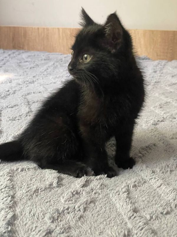Пристраивается котенок Пристраивается котенок