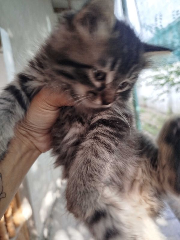 Котенок девочка 2 месяца, сибирская Котенок девочка 2 месяца, сибирская