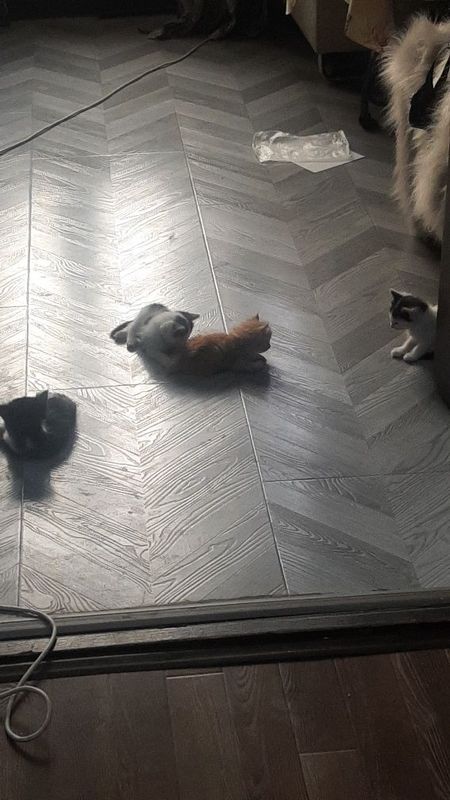 Любопытные, милые и игривые котятки Любопытные, милые и игривые котятки
