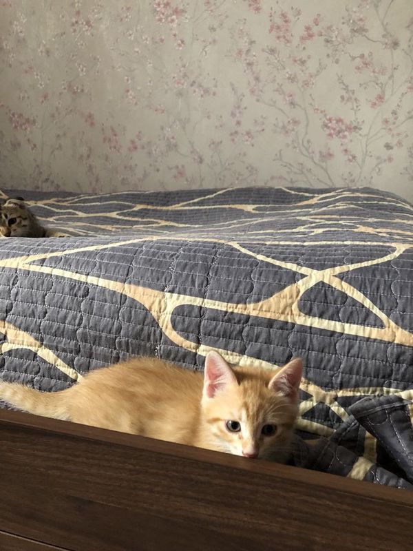 Ищем котятам любящий дом Ищем котятам любящий дом