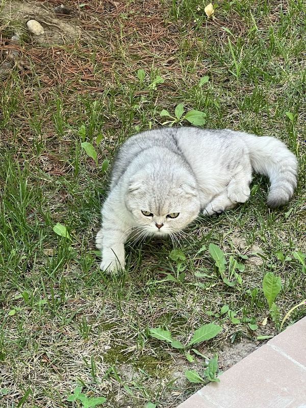 Потеряли Кота. Веслоухий серебристый. Вознагрождение есть. Потеряли Кота. Веслоухий серебристый. Вознагрождение есть.
