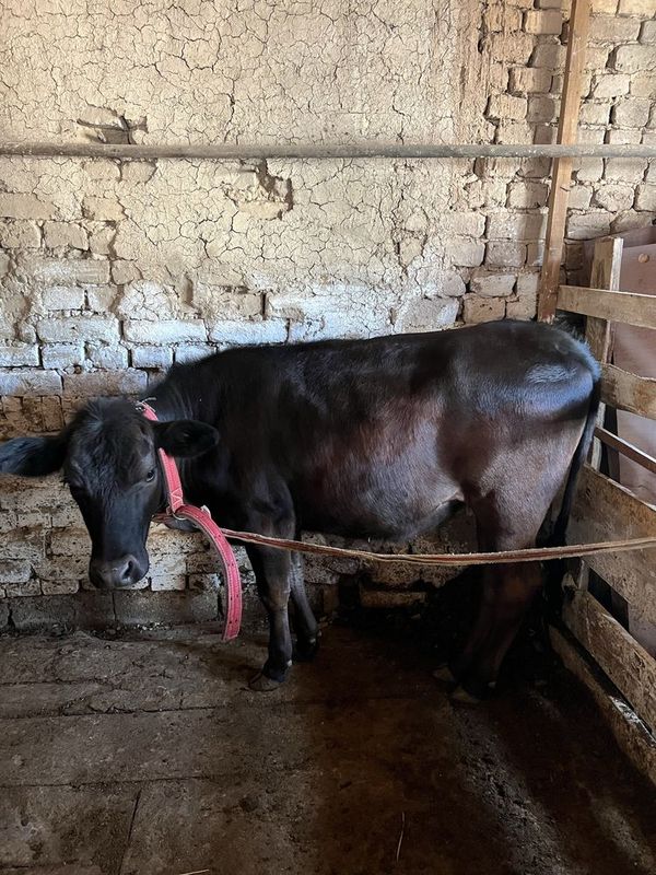 1 yashar gunajinla bittasi angus sotiladi 1 yashar gunajinla bittasi angus sotiladi