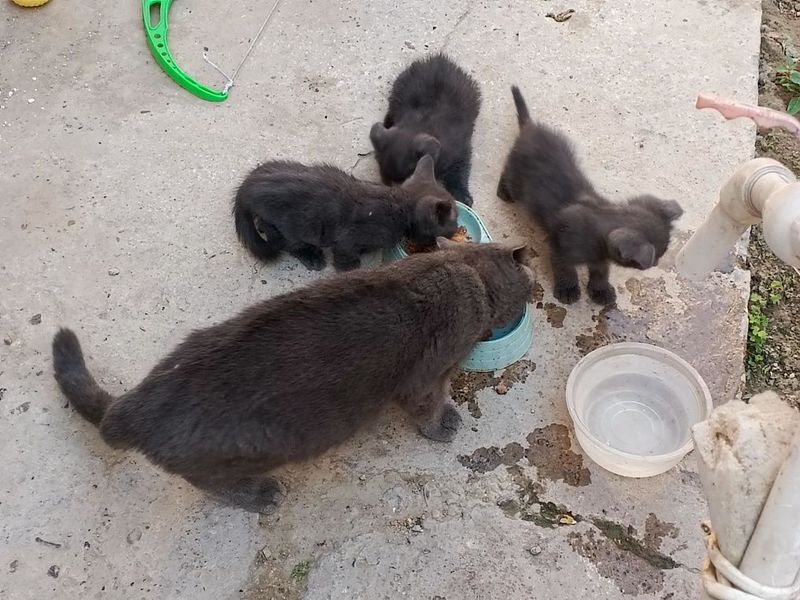 Шотландские вислоухие котята Шотландские вислоухие котята