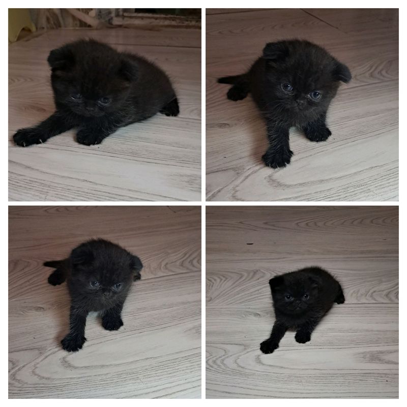 веслоухие котята веслоухие котята