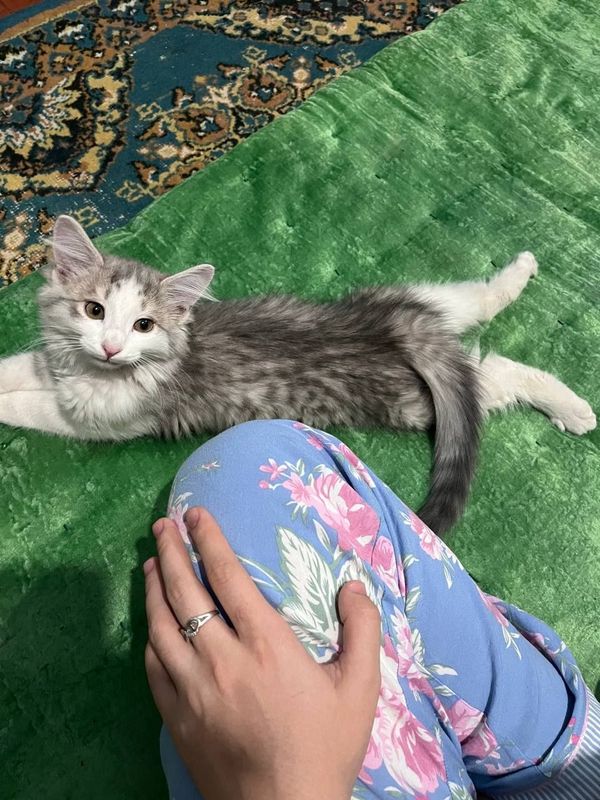 Котёнок мальчик "Борис" Котёнок мальчик "Борис"