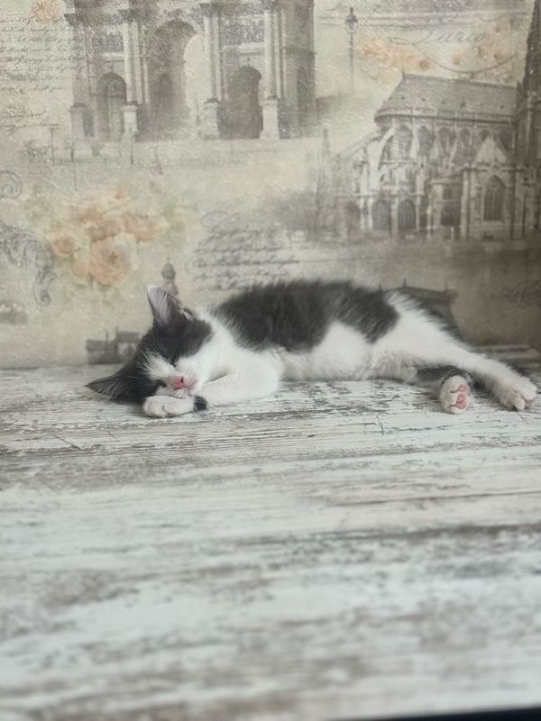 Котик 2,5 месяца Котик 2,5 месяца