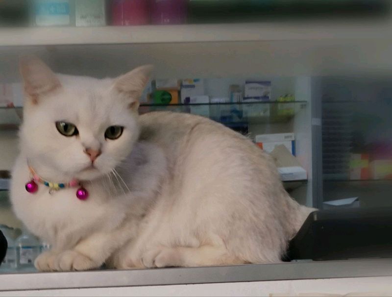 кошка шиншилла кошка шиншилла