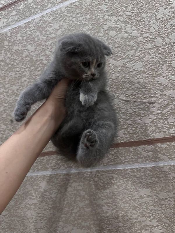 Тоза зотлик скотиш фолд Тоза зотлик скотиш фолд