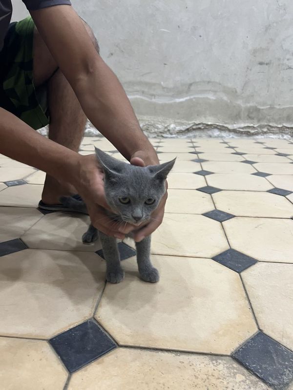 Пародистая кошка