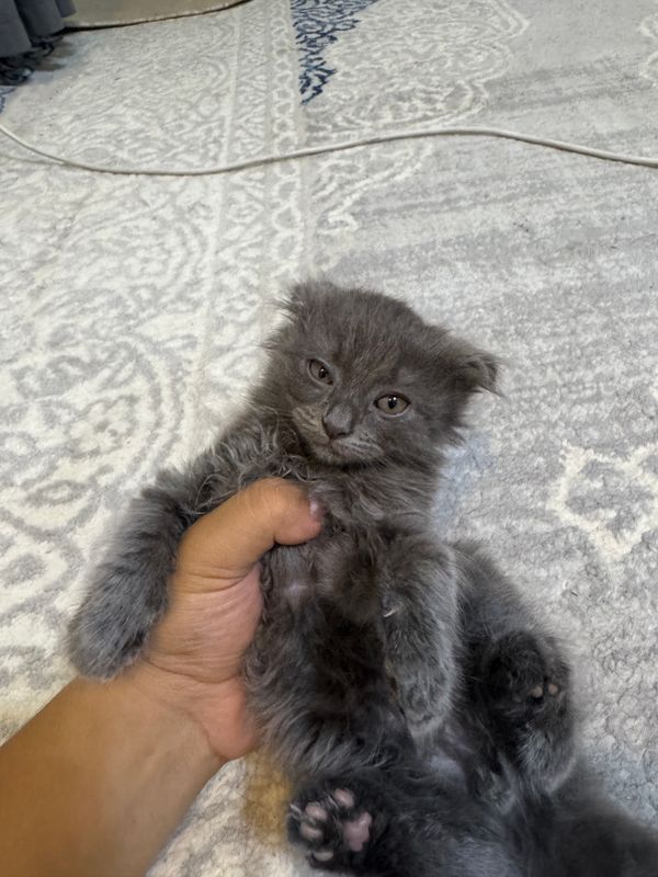 Scottish fold mushukcha Scottish fold mushukcha