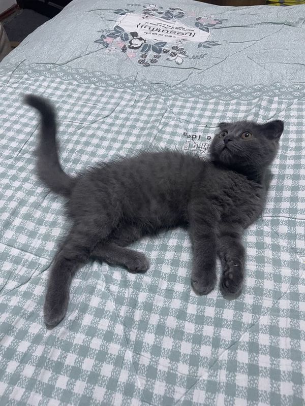 Британский котик Британский котик