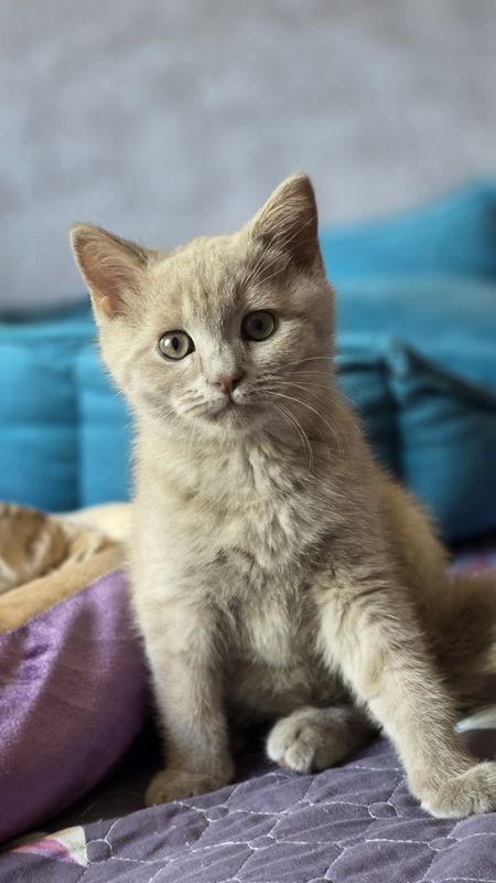 Продается шотландская скотишь страйт девочка. Продается шотландская скотишь страйт девочка.