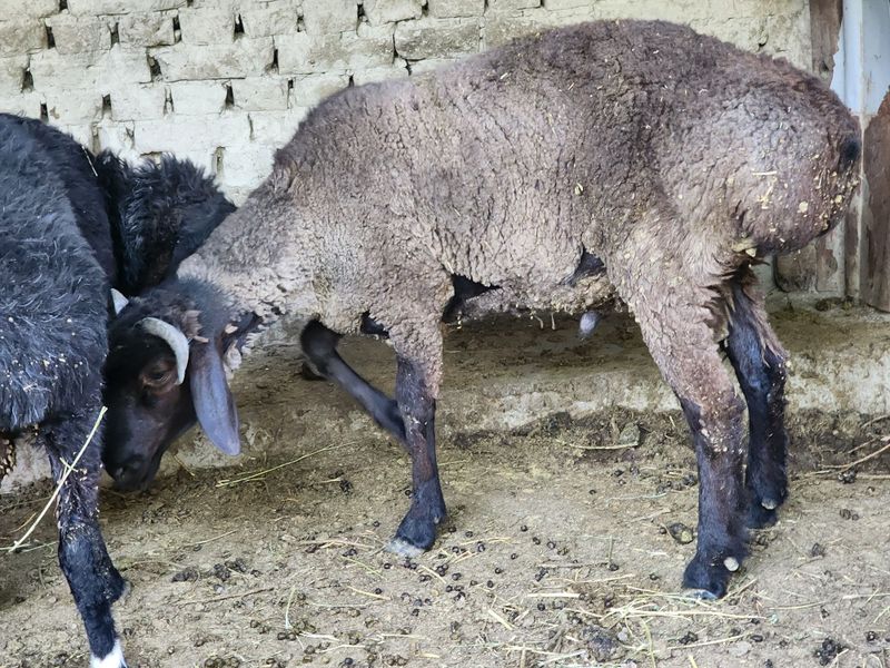 Qòchqor sotiladi 35 38 kg gòshti bor Qòchqor sotiladi 35 38 kg gòshti bor