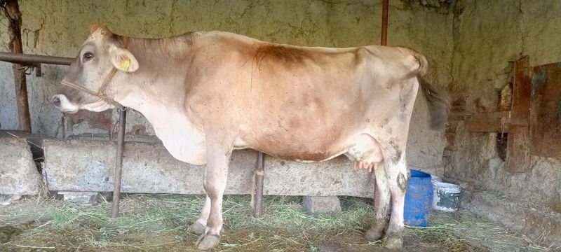 Ona bola sigir sotiladi Ona bola sigir sotiladi