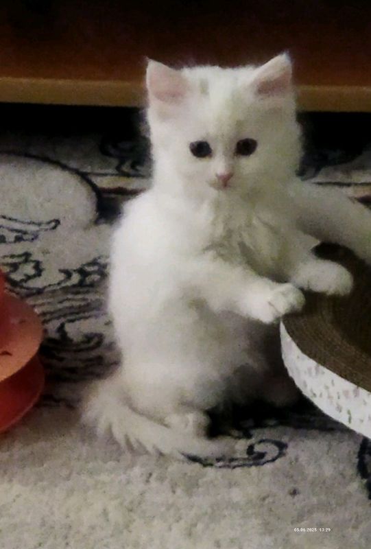 продаются плюшевые шотландские котята