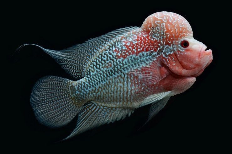 Продам флауэрхорн (Flowerhorn) — 18 см, яркий, здоровый, активный! Продам флауэрхорн (Flowerhorn) — 18 см, яркий, здоровый, активный!