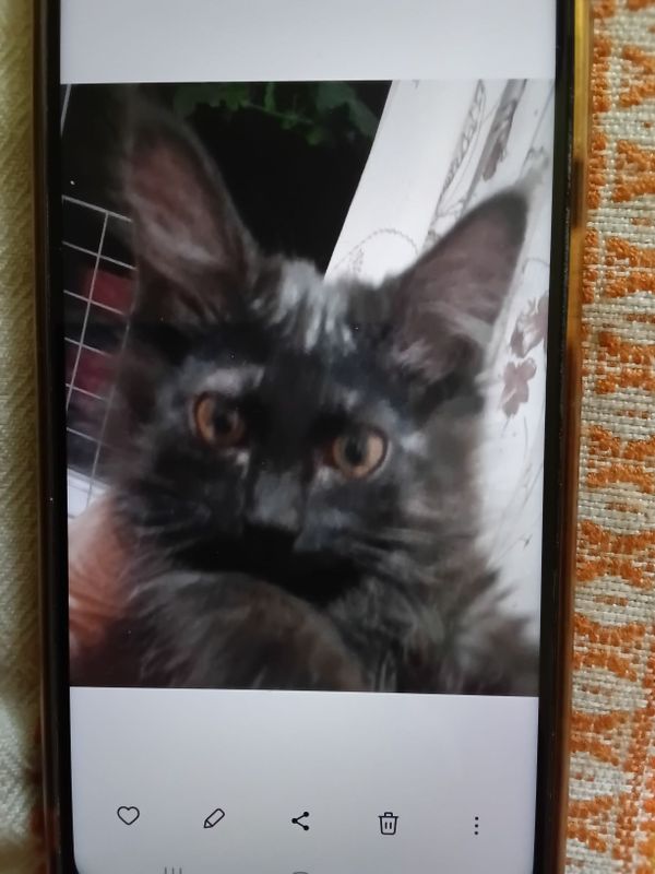 Котёнок от кошки мейкун Котёнок от кошки мейкун