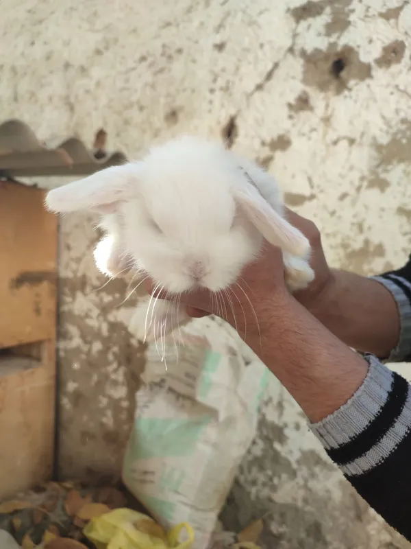 Pastda nomerga aloqaga chiqamiz