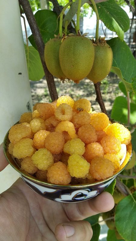 Сариқ малина кўчати сотилади