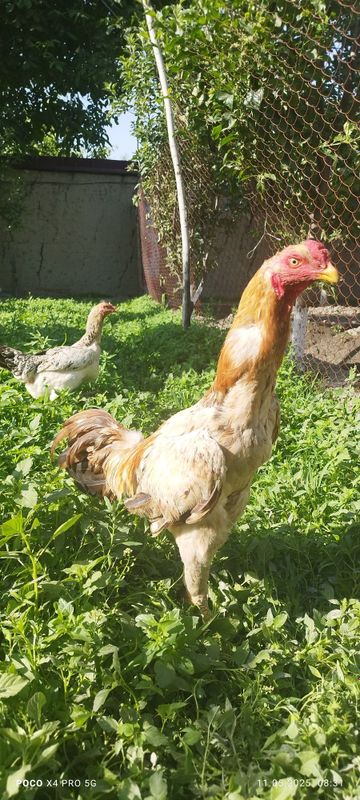 Dakan xuroz sotiladi
