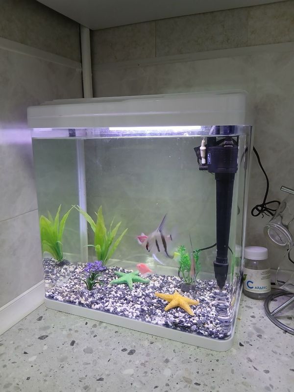 28 litrli akvarium sotiladi Жуда яхши ҳолатда. Барча жиҳозлари билан: 28 litrli akvarium sotiladi Жуда яхши ҳолатда. Барча жиҳозлари билан:
