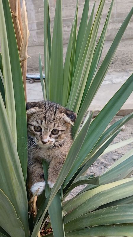 Продам котят пародистых Продам котят пародистых