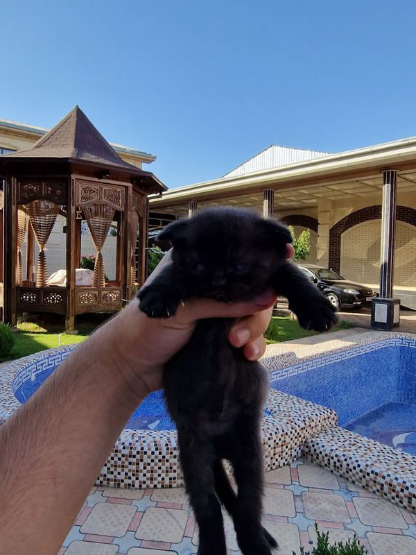 Котёнок скотиш фолд