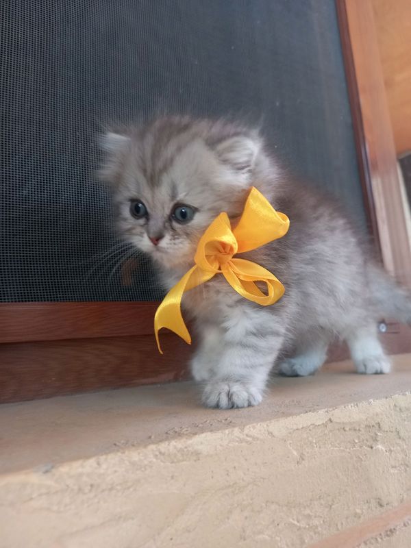 Mushukchalar Sotiladi hammasi Zottor Mushukchalar Sotiladi hammasi Zottor