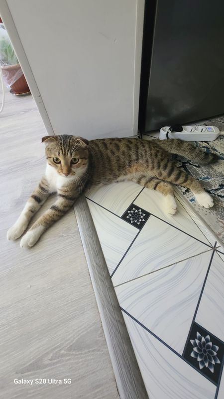 Продаётся Котёнок Продаётся Котёнок