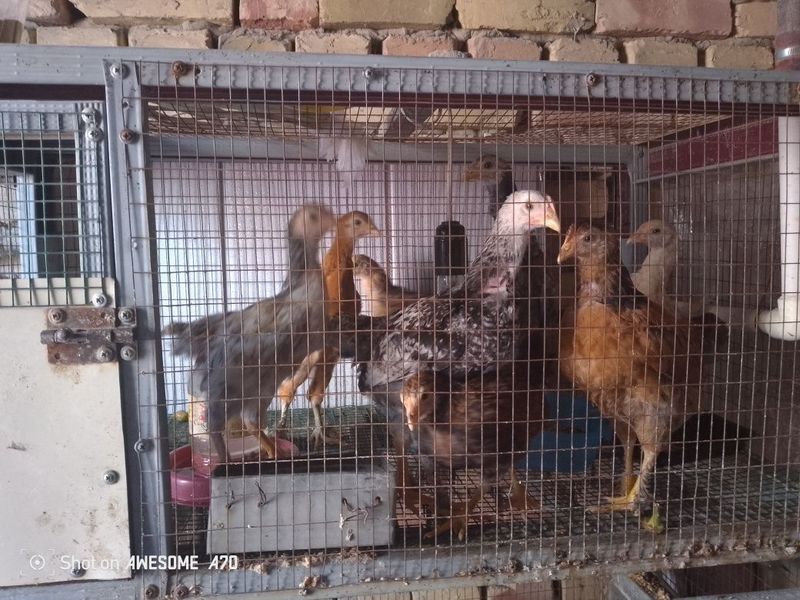 Товук ва жужалар