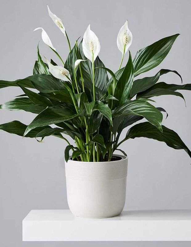 Комнатное растение - (Spathiphyllum ) - Голландский Спатифилум