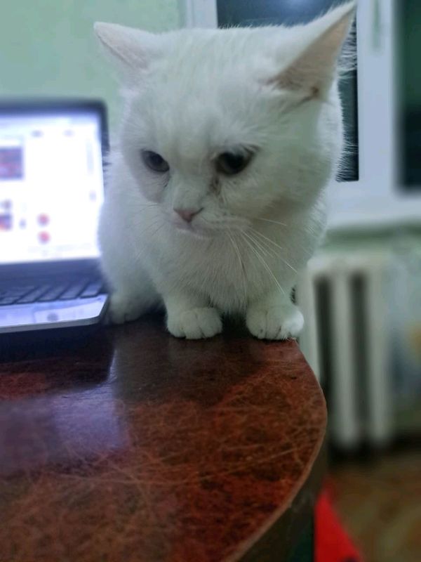 mushuk mushuk