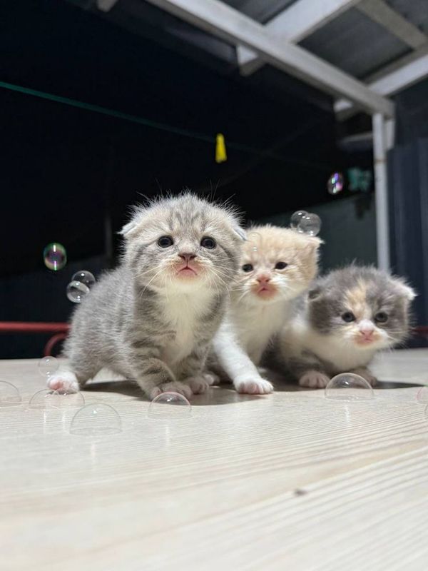 Продам котят веслоухие