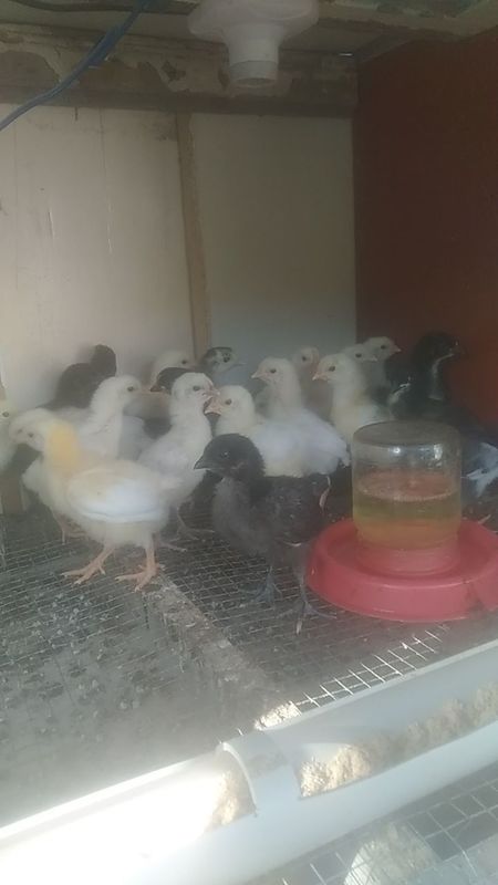Жайдари , Сенди аралаш жужалар Жайдари , Сенди аралаш жужалар