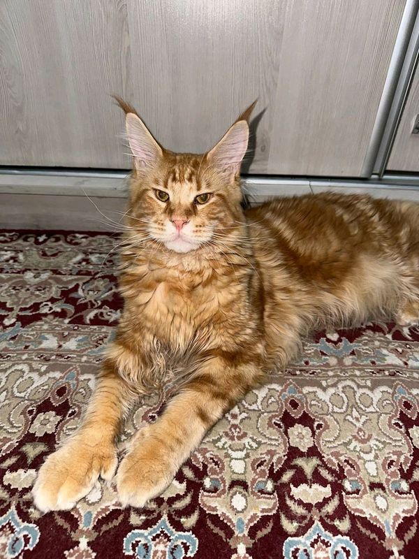 Рыжие коты Мейн кун полидакты Рыжие коты Мейн кун полидакты