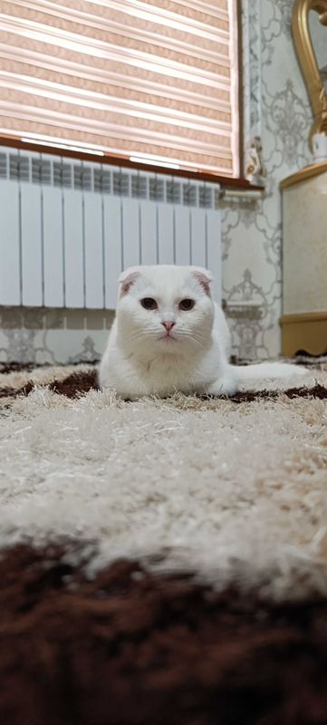 Мушук скотиш флоид сотилади. Мушук скотиш флоид сотилади.