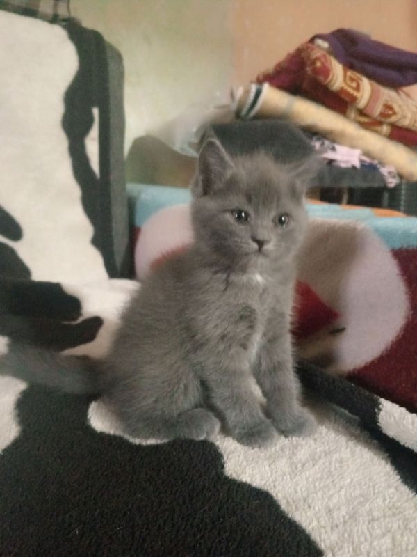 Скотиш с Ангора котята ,2 месяца игривые. Скотиш с Ангора котята ,2 месяца игривые.