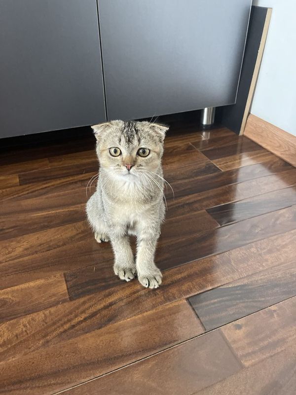 Scottish fold mushugi