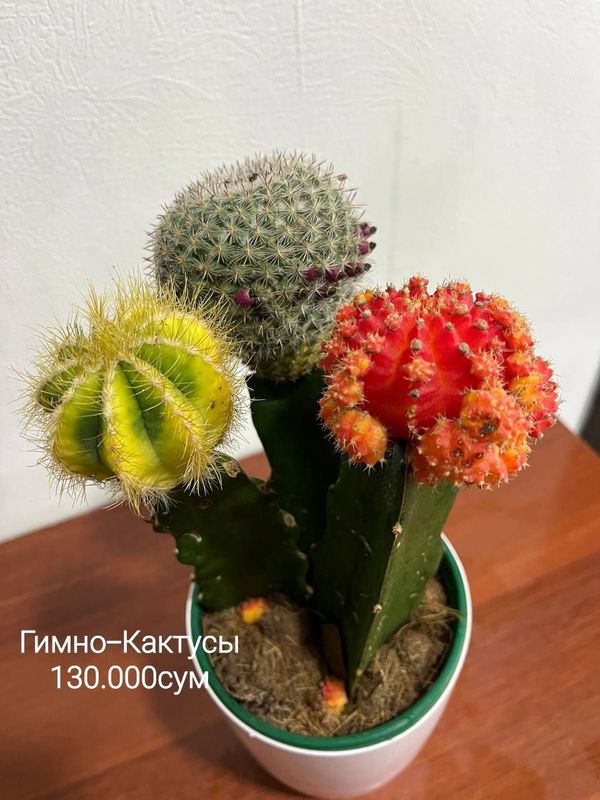 Кактус,Хоя,Калатея,Хлорофитум,Аглаонема,Папоротник,Сингониум и другие Кактус,Хоя,Калатея,Хлорофитум,Аглаонема,Папоротник,Сингониум и другие
