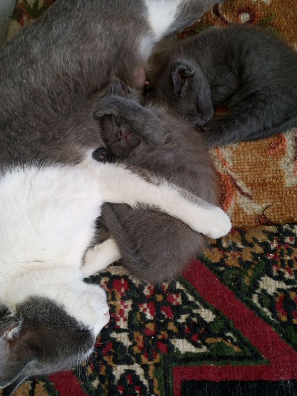 котята котята