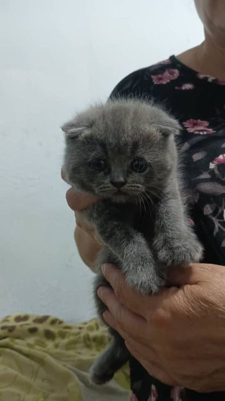 Продаются чистокровные британцы. Маленькие пушистики, игрушки.