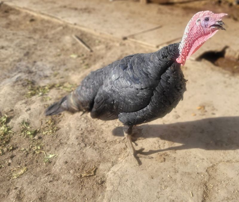 Induk xorozi sotiladi