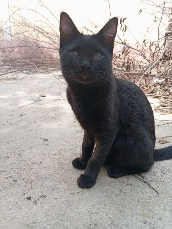 Бесплатно отдам кота, кастрированный Бесплатно отдам кота, кастрированный