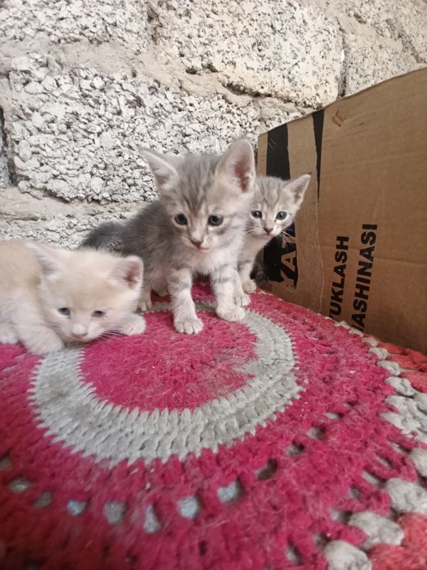 1 yarim oylik mushuk bolalar sotiladi 1 yarim oylik mushuk bolalar sotiladi