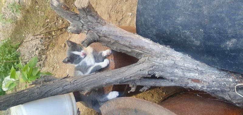 Красивый котёнок Красивый котёнок