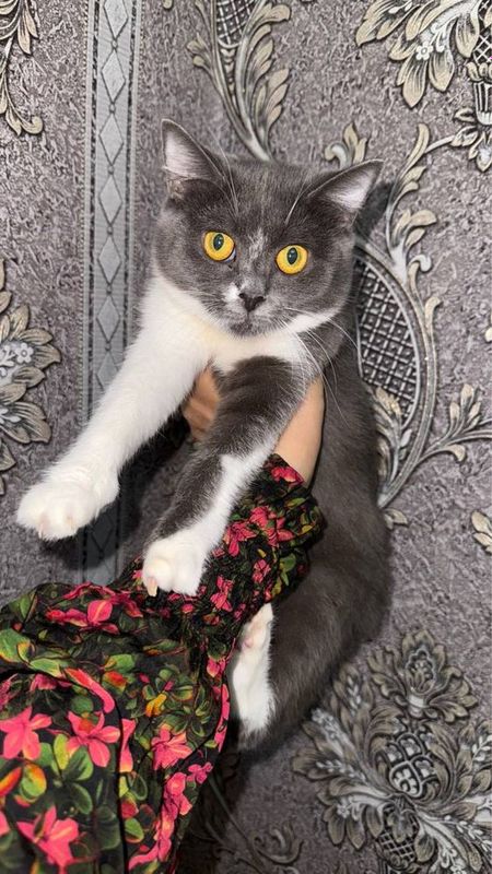 Скотиш страйт девочка Скотиш страйт девочка