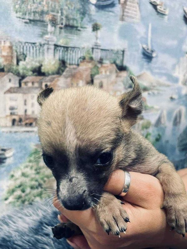 щенки бесплатно в хорошие руки щенки бесплатно в хорошие руки